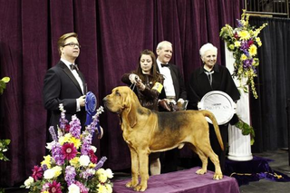 Illustration for article titled Is anyone else watching the Westminster Dog Show?